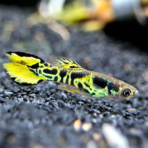 Poecilia ret.   Guppy endler tijger